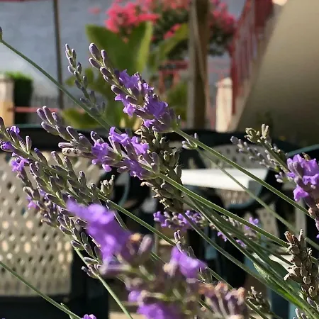 호텔 L' Campagnarde, Lourdes Poueyferré